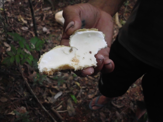 Beginilah aslinya kulit pohon rica-rica/lita-lita yang masih muda. Yang ini hanya contoh dan tentu saja belum dicera (foto: mfaridwm)