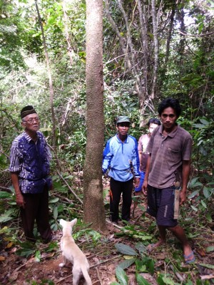  Menemukan Pohon Rica-rica/Lita-lita dalam Hutan Tondongkura (foto: mfaridwm)