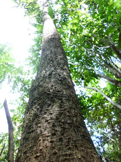 Inilah Batang Pohon Rica-rica/Lita-lita (Tambara). Penulis hanya melihat satu dalam kawasan hutan Tondongkura (foto: mfaridwm)