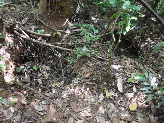 Bekas ekskavasi kuburan kuno dalam kawasan hutan pakkekeang (foto: mfaridwm)