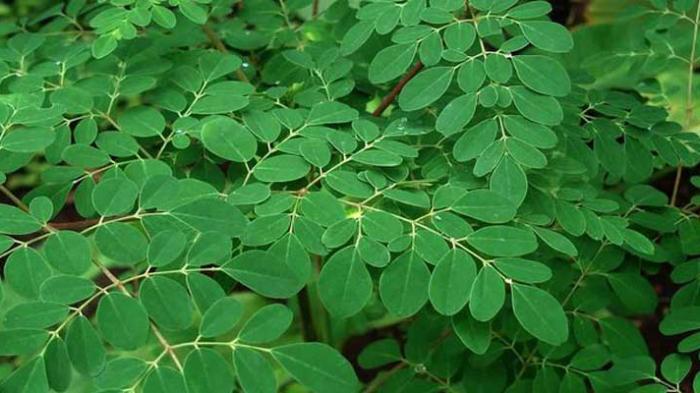 Manfaat Daun Kelor untuk Pengobatan Daun Kelor (foto: picstopin/palontaraq)