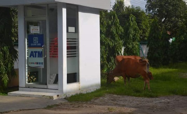 Sapi Ustadz merumput di belakang ATM dalam lingkungan pesantren. (foto: ist/*)