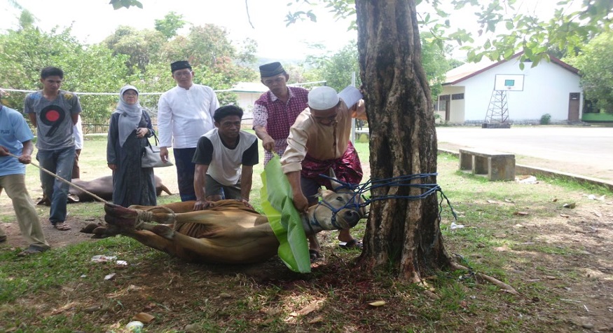 Hubungan Ilmu Hewan dengan Pendidikan Islam Memotong Hewan Qurban. (foto: ist/palontaraq)