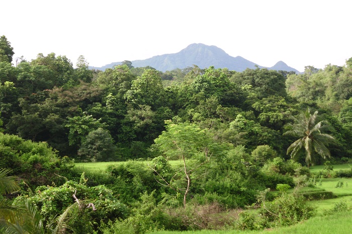 Hutan Perburuan di Tondongkura. Di kejauhan nampak Gunung Bulusaraung. (foto: mfaridwm).